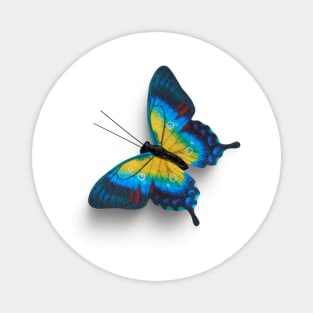 Real Butterfly Blue Yellow Magnet